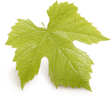 Grape leaf