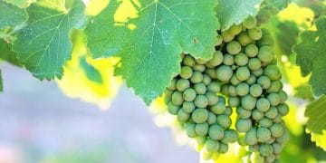 Green grapes on the vine at Grace Estate Winery in Crozet, Virginia