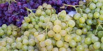 White and purple grapes at Meriwether Springs Vineyard & Brewery