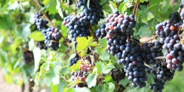 Grapes on the vine at Horton Vineyards in Gordonsville, Virginia