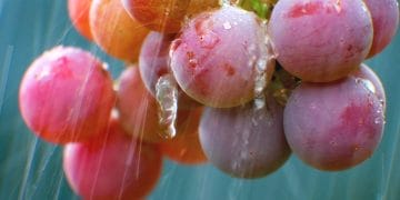 Hand-picked grapes from Stone Mountain Vineyards in Dyke, Va., near Charlottesville
