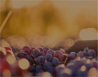 Purple wine grapes in the glow of the summer sun